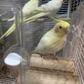 オカメインコ3羽里親決定
