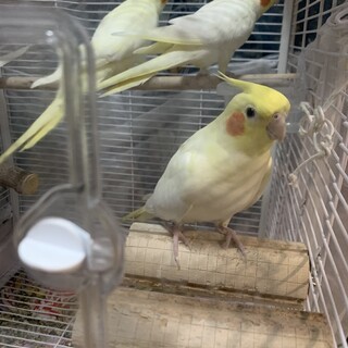 オカメインコ3羽里親募集