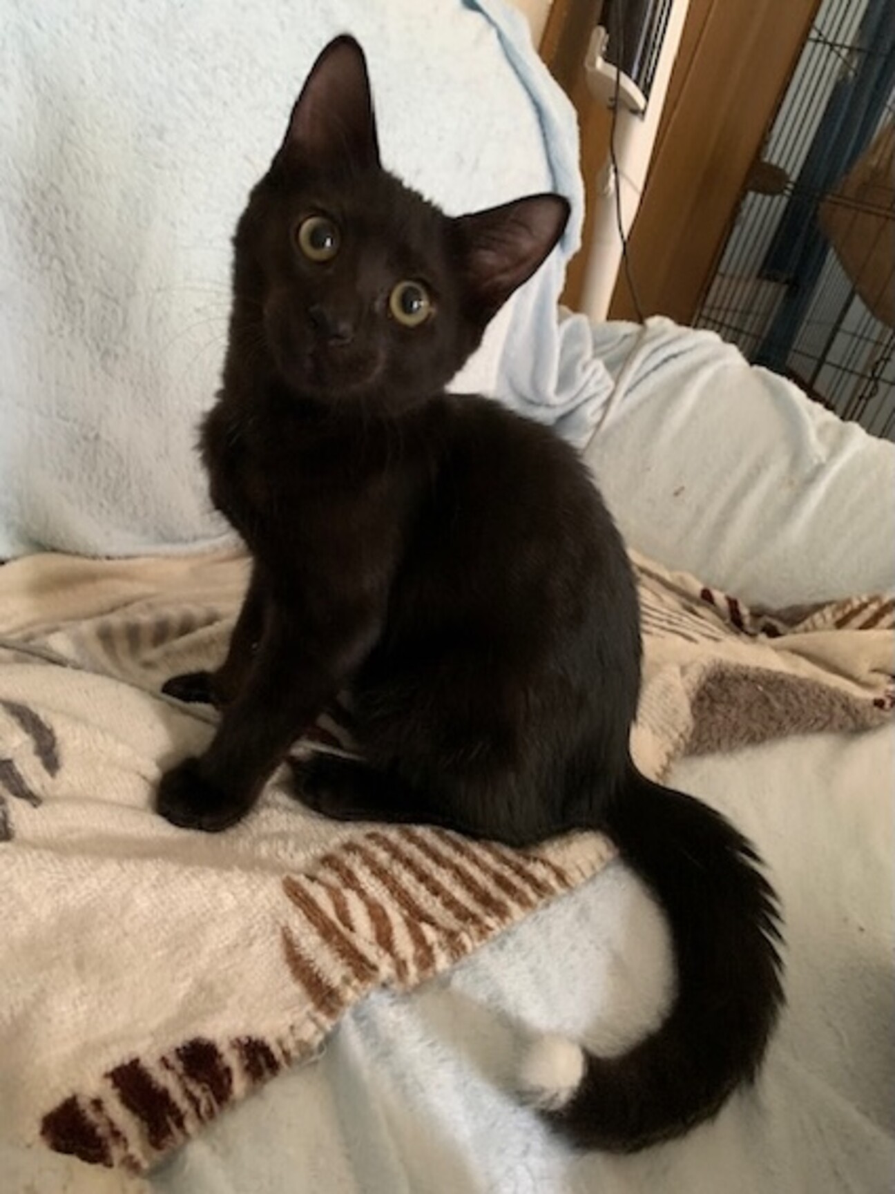 尻尾の先だけ白い人懐こい黒猫 バハムート君 サムネイル1