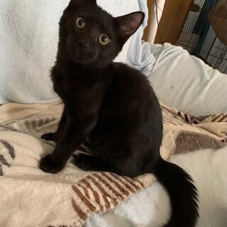 尻尾の先だけ白い人懐こい黒猫 バハムート君
