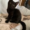 尻尾の先だけ白い人懐こい黒猫 バハムート君 サムネイル1