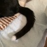 尻尾の先だけ白い人懐こい黒猫 バハムート君 サムネイル2