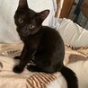 尻尾の先だけ白い人懐こい黒猫 バハムート君 サムネイル3