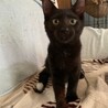 尻尾の先だけ白い人懐こい黒猫 バハムート君 サムネイル4