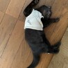 尻尾の先だけ白い人懐こい黒猫 バハムート君 サムネイル5