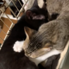 尻尾の先だけ白い人懐こい黒猫 バハムート君 サムネイル6