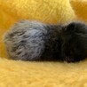 尻尾の先だけ白い人懐こい黒猫 バハムート君 サムネイル7