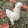 烏骨鶏　雄　７ヶ月