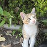 生後2ヶ月の兄弟猫！ワクチン・去勢/避妊後の引渡し サムネイル2