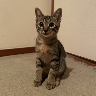 やんちゃなキジちゃんです