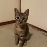 やんちゃなキジちゃんです