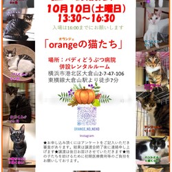 orangeの猫たちの譲渡会in大倉山