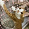ちょび髭模様が可愛いム〜くん サムネイル2