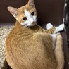 ちょび髭模様が可愛いム〜くん サムネイル3