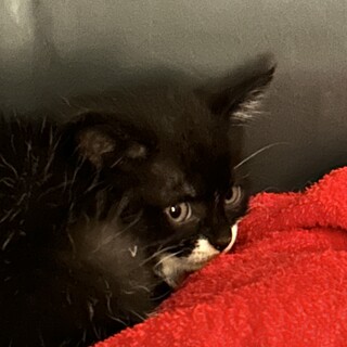 子猫を緊急で保護中！早く来て頂ける方！
