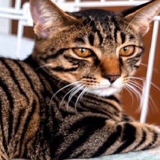 思わず見とれるほど美しい毛並みの猫