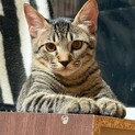 おっとり慎重派のお兄さんタイプ！