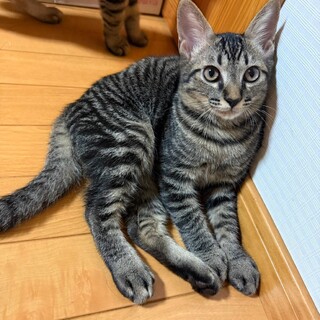 マイペースで可愛いつばめ君♡