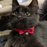 とっても懐っこいカシス君です！ サムネイル1