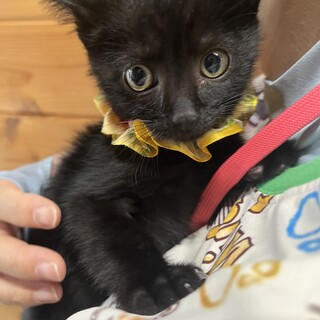 車のボンネットの中で４．５日鳴いていた黒猫くん