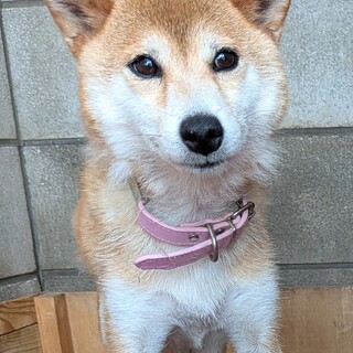 人が大好きな柴犬の女の子！！