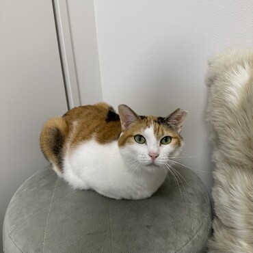 こちらのサイトで里親になりました。チョコちゃん元気にしています！