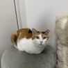 こちらのサイトで里親になりました。チョコちゃん元気にしています！
