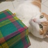 チョコちゃん