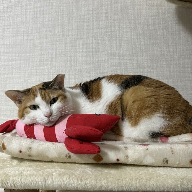 junnaのカバー写真