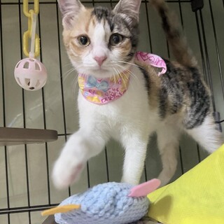 【10/12⭐️泉大津にて譲渡会】参加猫キロロ