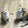 【10/12⭐️泉大津にて譲渡会】参加猫キロロ サムネイル3