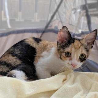 【10/12⭐️泉大津にて譲渡会】参加猫蓮花ちゃん