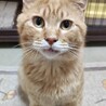 【10/12⭐️泉大津にて譲渡会】参加猫くりあん君 サムネイル1