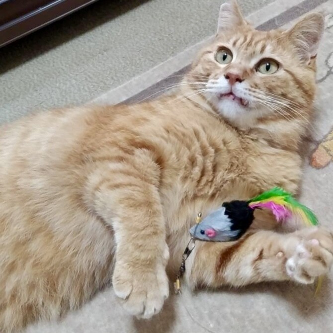 【10/12⭐️泉大津にて譲渡会】参加猫くりあん君 サムネイル2