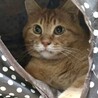 【10/12⭐️泉大津にて譲渡会】参加猫くりあん君 サムネイル3