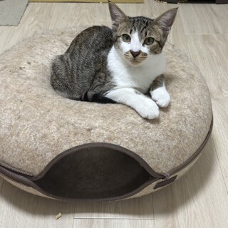 【10/12⭐️泉大津にて譲渡会】参加猫きなこ丸君