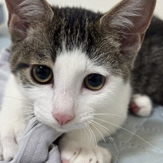 【10/12⭐️泉大津にて譲渡会】参加猫みたらし丸