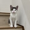 【10/12⭐️泉大津にて譲渡会】参加猫みたらし丸 サムネイル2