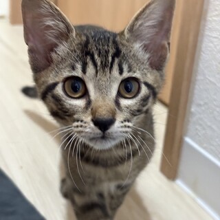 【10/12⭐️泉大津にて譲渡会】参加猫くろみつ丸