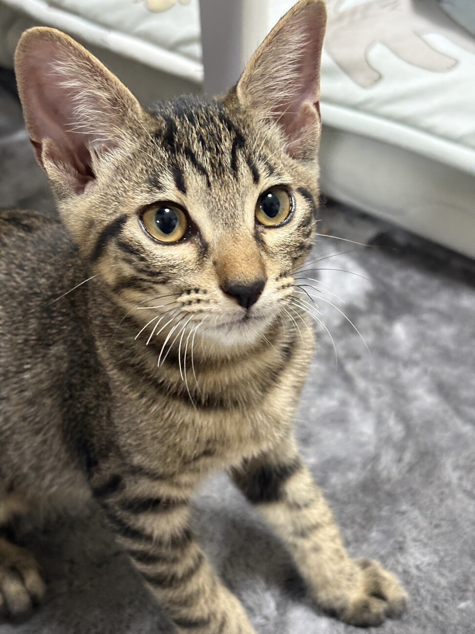 【10/12⭐️泉大津にて譲渡会】参加猫くろみつ丸 サムネイル3