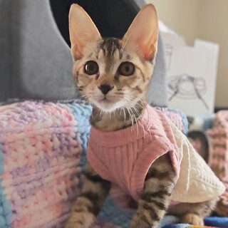 【10/12⭐️泉大津にて譲渡会】参加猫小雪ちゃん