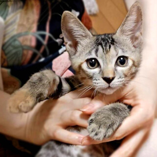 【10/12⭐️泉大津にて譲渡会】参加猫シャルル