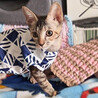 【10/12⭐️泉大津にて譲渡会】参加猫シャルル サムネイル2