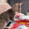【10/12⭐️泉大津にて譲渡会】参加猫シャルル サムネイル3