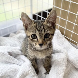 【10/12⭐️泉大津にて譲渡会】参加猫ポンくん