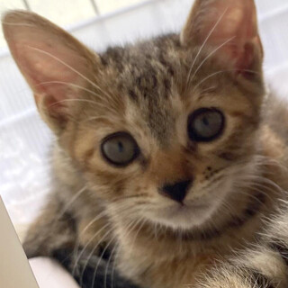 【10/12⭐️泉大津にて譲渡会】参加猫チャイ