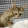 【10/12⭐️泉大津にて譲渡会】参加猫チャイ サムネイル2