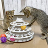 【10/12⭐️泉大津にて譲渡会】参加猫チャイ サムネイル3