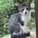 キジ白2ヶ月半タレ目ちゃん