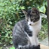 キジ白2ヶ月半タレ目ちゃん サムネイル2